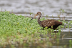 Limpkin foraging, Harns Marsh, Florida, USA