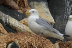 Kittiwake