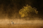 Swan & Tree