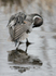 Pintail Preening