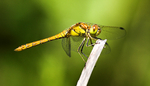 Common Darter
