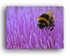 AA 3448 Bee on Artichoke Head