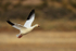 Snow Goose taking off, Bosque del Apache, New Mexico