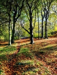 Wilsons Woods