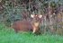 Reeves' Muntjac