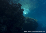 RS014: Snorkelling in Ras Muhammad