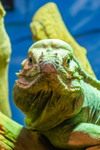 Iguana_4519