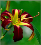 Hemerocallis 'Red Rain'