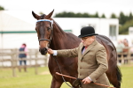 Class 35-38 Riding Horse Breeding portfolio
