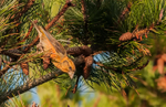 Crossbill