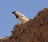 Desert Sparrow