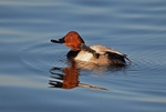 Common Pochard