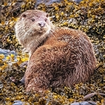 DO-03-Oban, Argyll