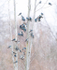 TREE-SWALLOWS--COLD-SPRING
