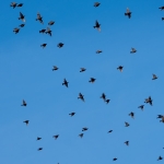 Birds 7 of 8