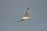 Kittiwake