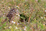 Burrowing Owl eyes closed, Cape Coral, Florida