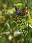 Common Blue (female) backlit, Ardley Wood Quarry, Oxfordshire