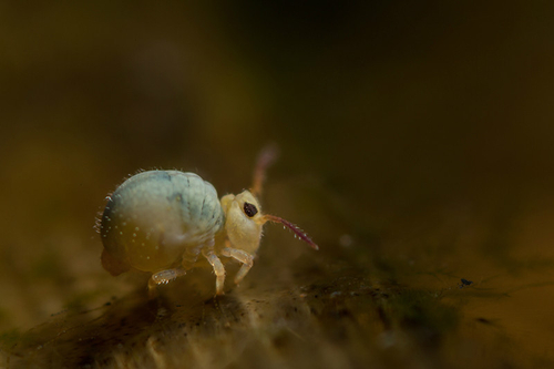 [i]Sminthurides aquaticus[/i]. Om a garden pond liner, Shrophire, March 2016.