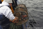 GSF004 - Processing the catch