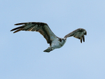 Osprey in flight, Costa Rica