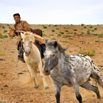 Mongolian nomad lassoing a horse.