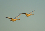 Bewick's Swans