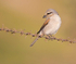 Red Backed Shrike, Female