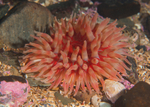 Urticina felina