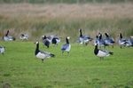 Barnacle Geese