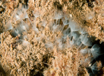 Phoronis hippocrepia