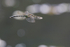 Southern Hawker Dragonfly, Cheshire