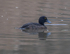 Tufted Duck