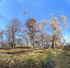 November 2019 - Arnold Arb - Title: The Larch Brothers
