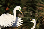Great Egret returns with stick for nest, Gatorland, Florida