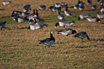 Barnacle Geese
