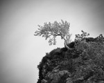 High Tree