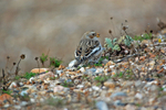 Snow Bunting