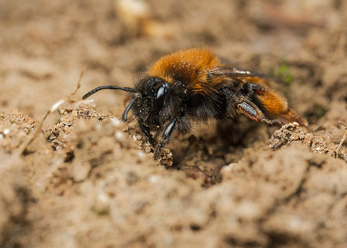 Newly-emerged [i]Andrena clarkella[/i] female at a nesting site. Warwickshire 2013.