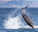 Chanory point, Bottle nose dolphins