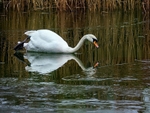 Mute Swan