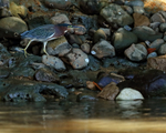 Green Heron walking on rocks, Costa Rica