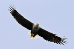 White-tailed Sea-eagle in flight