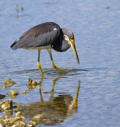 Tricolored Heron _0035