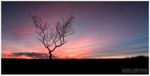 The Tree, Slemish (IMG0710)