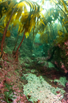 Kelp gullies of rocky shore