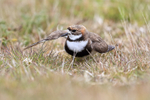 Two-banded Plover portfolio