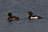 Tufted Ducks (male & female)