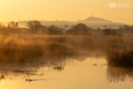 Misty morning, Avalon Marshes