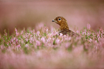 Red Grouse (1)
